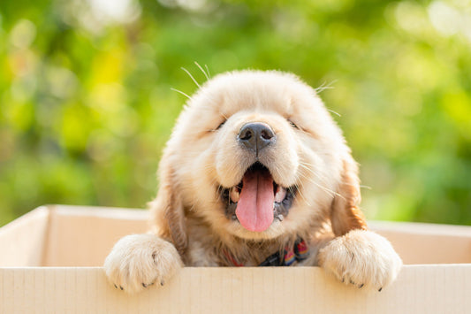 10 Must-Have Dog Supplies Every New Puppy Parent Needs