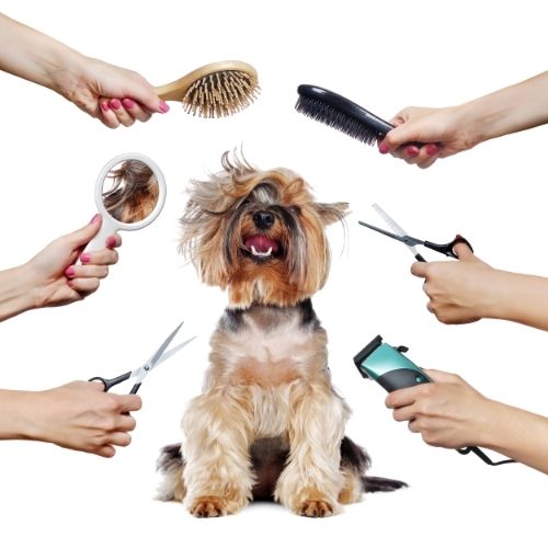How Often Should You Groom Your Dog?
