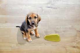 How to Potty Train Your Puppy in 7 Days