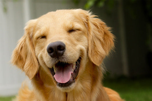 5 Signs Your Dog is Happy (And 3 That Say They're Not)